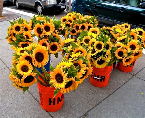 Speechless Sunday-Sunflowers For Sale In San Francisco