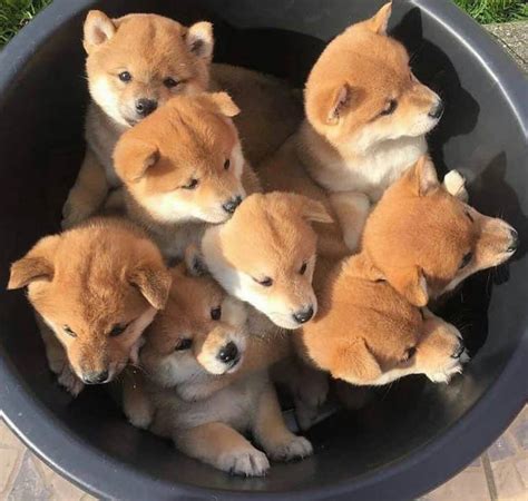 Shiba Inu Dog Price: How Much Does a Shiba Puppy Cost? - K9 Web