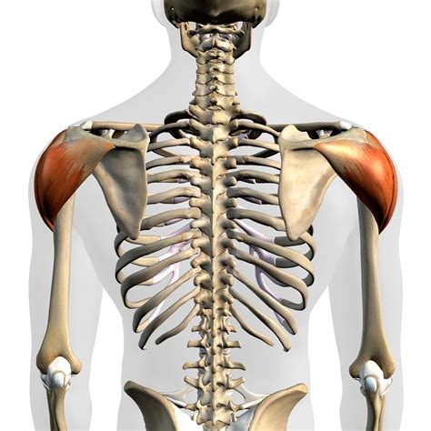 deltoid muscle - 最高のパーソナルトレーナーが見つかるインタビューメディア【ファインドトレーナー】