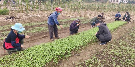 清镇市站街镇“四强”措施推进油菜育苗工作指导督导生产