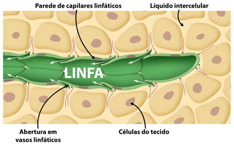 Fluido Linfatico