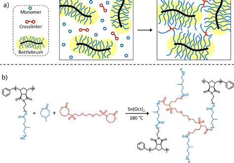 A Schematic Representation Of Bottlebrush Polymer Network Formation