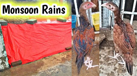 Chicken Set Up Updates Waterproof Tarpaulin For Chicken Coops Youtube