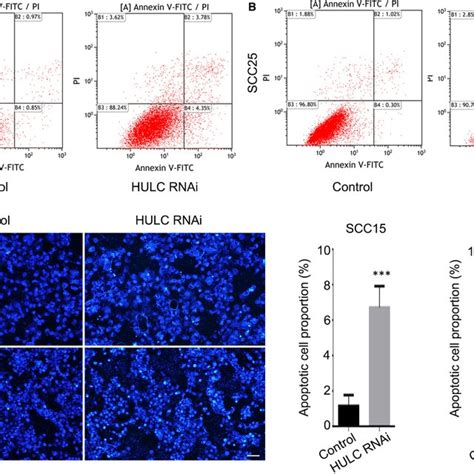 Highly Upregulated In Liver Cancer Hulc Depletion Increases