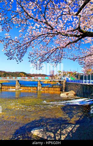 Cherry Blossoms and Tama River Intake Weir in Hamura city Western Tokyo ...