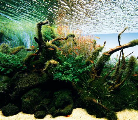 Aquascaping 101 An Aquascaping Technique Guide Sevenports Nano Aquariums