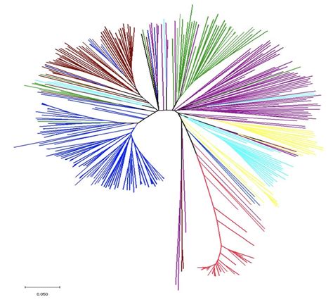 Neighbor Joining Phylogenetic Tree Based On Genetic Distance Matrix