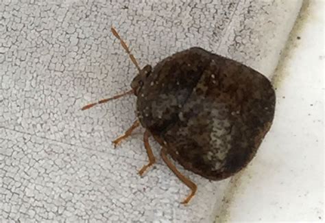 Invasive Lablab Bug In Alabama Whats That Bug