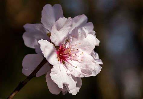 Les bienfaits méconnus du jus de cerise sur votre sommeil vous ne