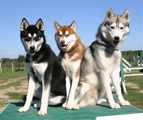 todo sobre perros: husky siberiano