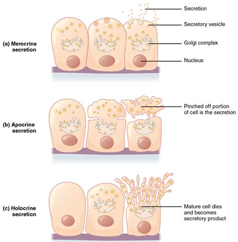 OpenStax AnatPhys fig.4.10 - Modes of Secretion by Glands updated ...