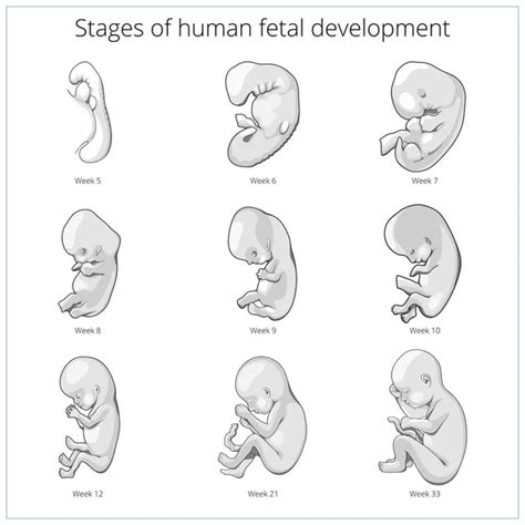 Wektor Ilustracja Etapy Rozwoju Płodu Na Białym Tle Ciąży Rozwoju Od