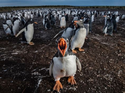 Las Islas Malvinas Entre Los Lugares Que Hay Que Visitar Este A O