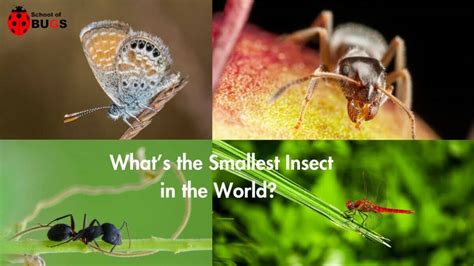 What’s the Smallest Insect in the World? – School Of Bugs