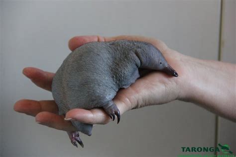 Tiny Orphaned Echidna Puggle Being Nursed to Health at Taronga Zoo