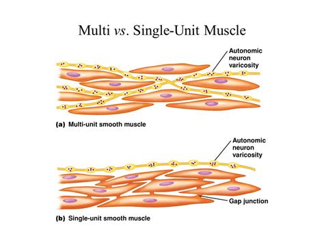 Smooth muscles types, properties, function and Source of calcium ions in smooth muscle | Science ...