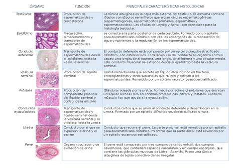 sistemas orgánicos ÓRGANO FUNCIÓN PRINCIPALES CARACTERÍSTICAS