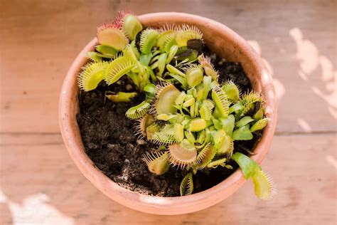 C Mo Cultivar Y Cuidar Plantas Venus Atrapamoscas En Interiores