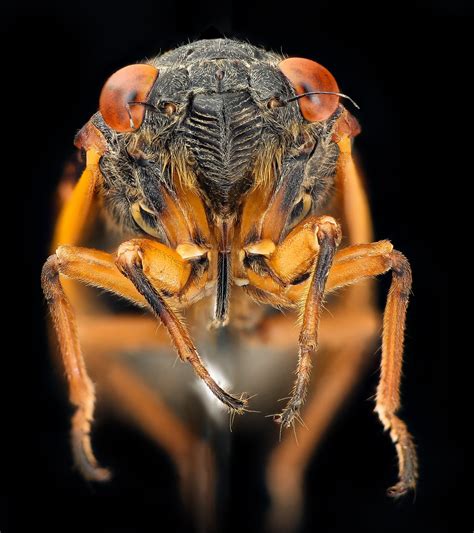 Insect Anatomy Six Legged Science Unlocking The Secrets Of The