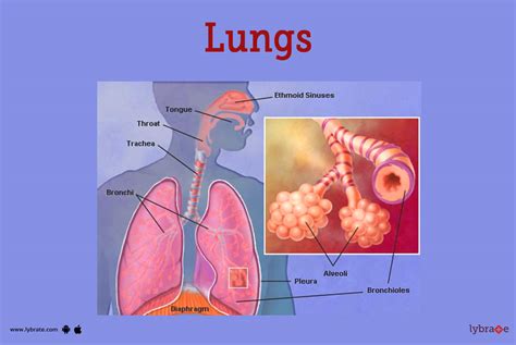 Anatomy Of The Lungs Bronchi