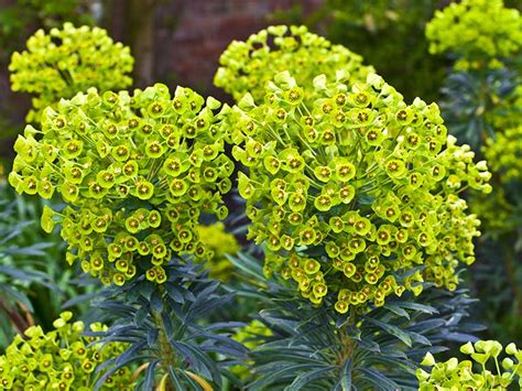 Euphorbia Wintergreen Thriller Or Chiller Euphorbia Plant Best