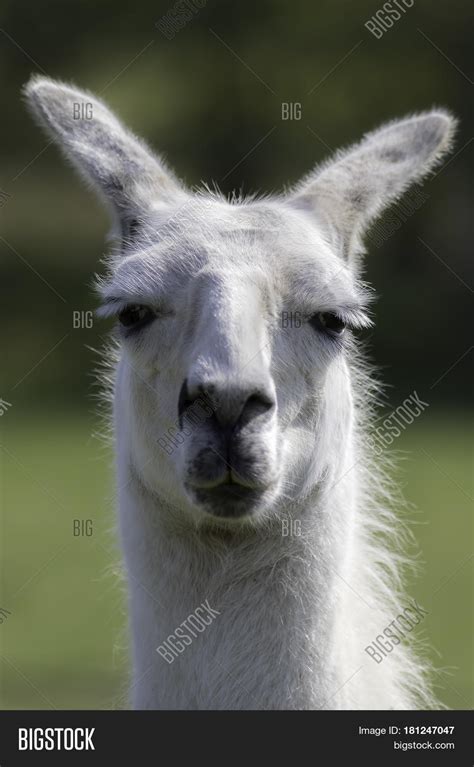 White Llama Portrait Image And Photo Free Trial Bigstock