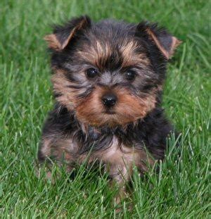 Lovely yorkie puppies for adoption.