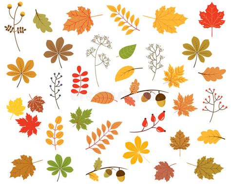 Vector Set Of Colorful Autumn Leaves Stock Vector Illustration Of