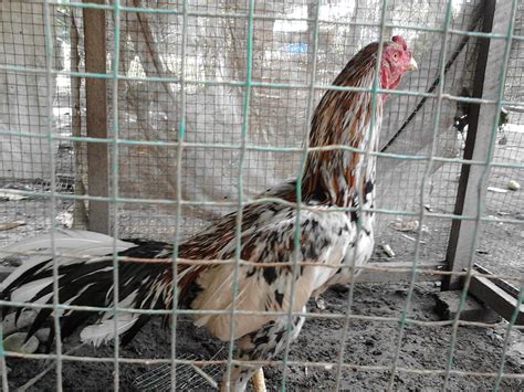 Jual Beli Ayam Bangkok Berkualitas Super