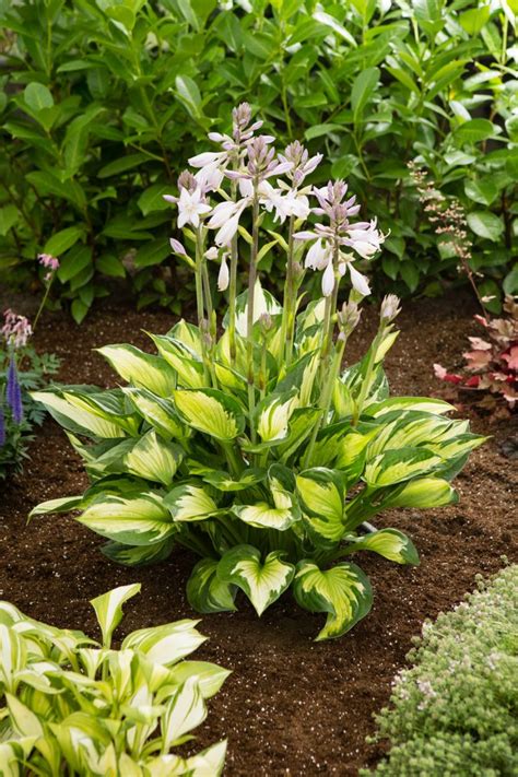 Hosta Whirlwind L Golden Valley Plants