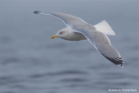 Foto Silbermöwe Flügelspannweite Thomas Reich bilderreich