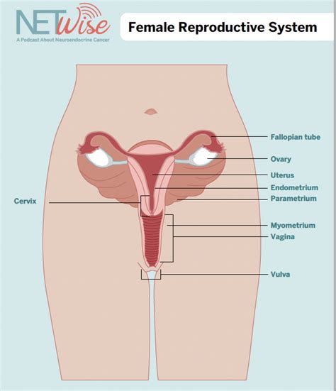 Episode 24 Gynecologic NETs NETRF