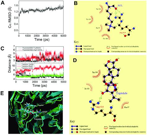 Molecular Modeling Docking And Md Simulation Analysis Of H K Eed And