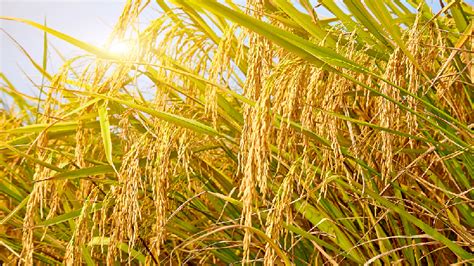 Hybrid Rice Field Makes Remarkable Progress Cgtn