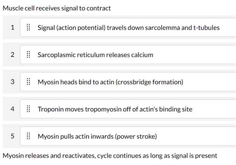 SOLVED: Muscle cell receives a signal to contract: Signal (action potential) travels down the ...