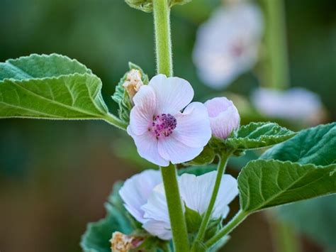 Premium Photo | Wild flower Althaea officinalis in the garden.