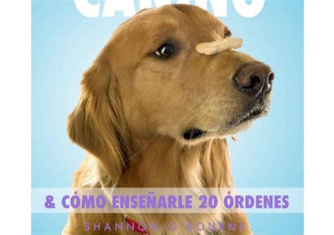 Cómo Actuar En Caso De Pelea Entre Dos Perros Mascotas