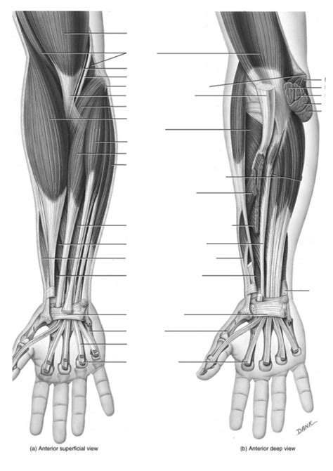 Anterior Forearm Diagram Labelling Diagram Quizlet