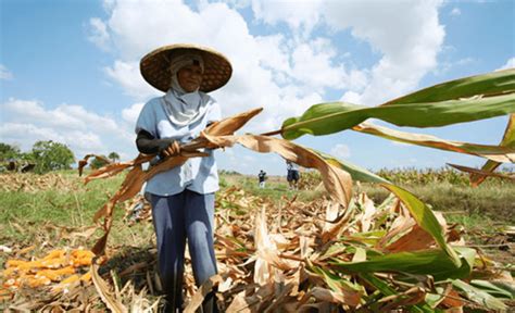 Fighting Poverty With Gmos Filipino Farmers Turn To Insect Resistant