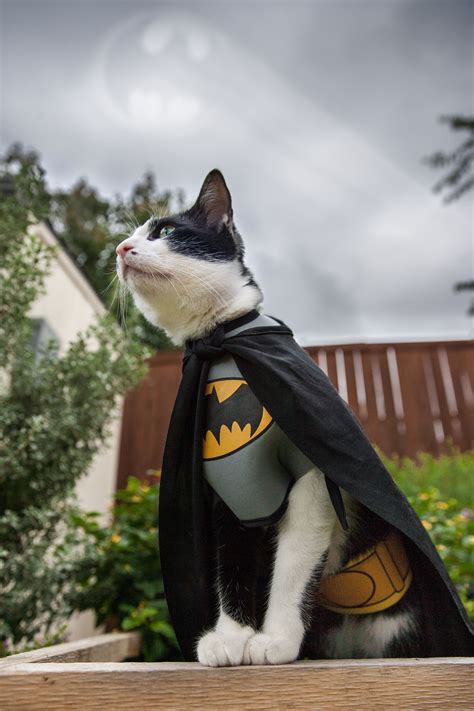 Disfraces De Halloween Para Gatos Terror Ficamente Adorables