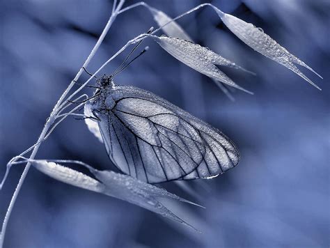 Mimicry Photograph By Thierry Dufour Pixels