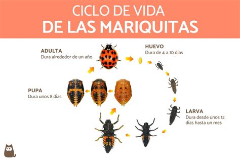 ¿cuánto Vive Una Mariquita Ciclo De Vida Completo De La Mariquita