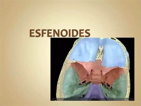 Hueso Esfenoides Ppt