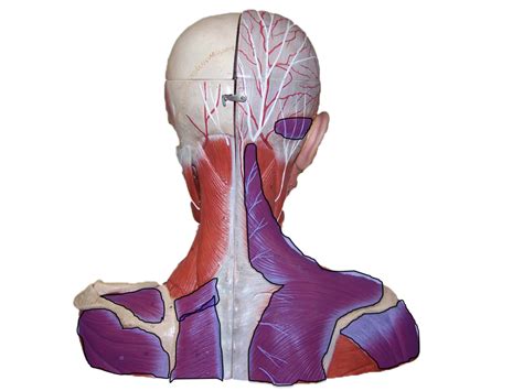 head muscles 11 Diagram | Quizlet