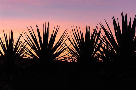 Agave Fields In Arandas Jalisco Revista Landuum