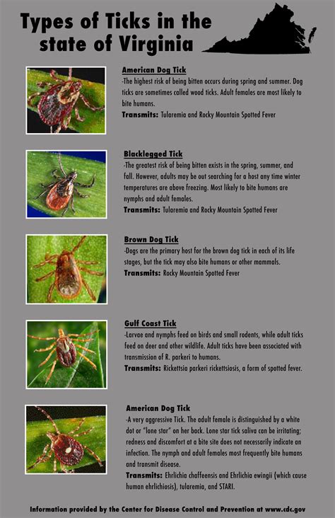 Tips for identifying ticks