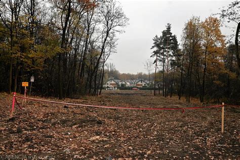 W Lesie Borkowskim Wycięto Ponad 520 Drzew Wygląda To Dramatycznie
