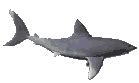 Shark GIF Vector HD