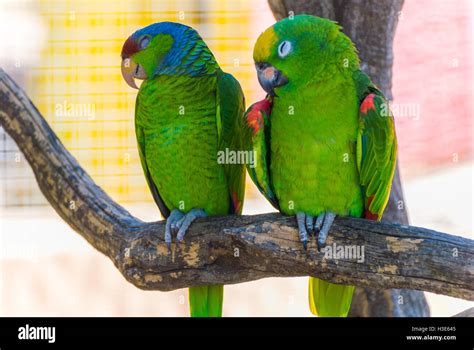 Two Green Parrots High Resolution Stock Photography and Images - Alamy