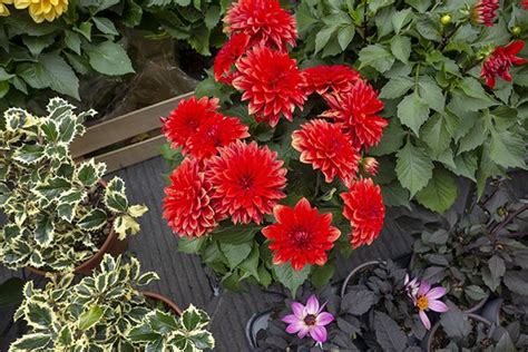 Dahlia Hypnotica Red Flowers